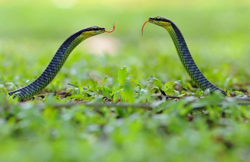 Mơ thấy rắn vào nhà thường xuyên xuất hiện trong giấc chiêm bao nhiều người