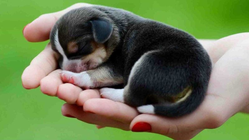 Đánh số gì khi mơ thấy chó