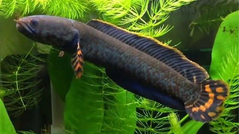 Tùy vào từng hình ảnh trong mơ mà sẽ mang lại ý nghĩa khác nhau
