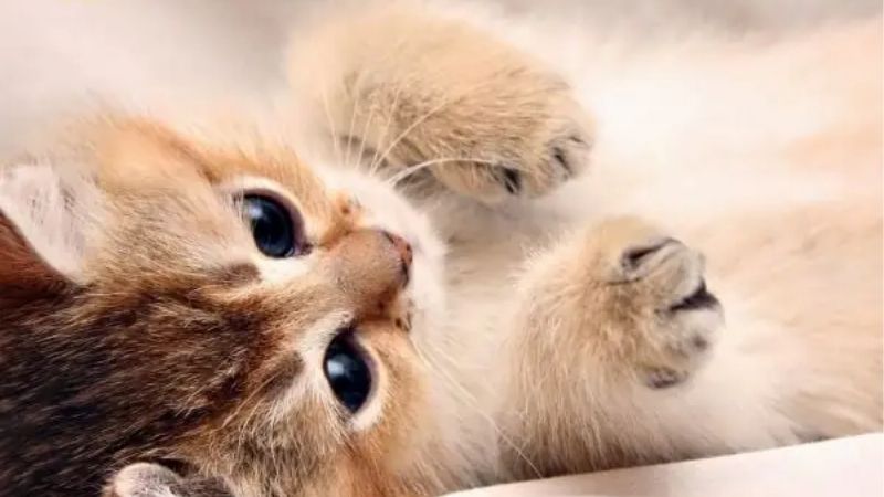 Bảng tra cứu con số may mắn về giấc mơ