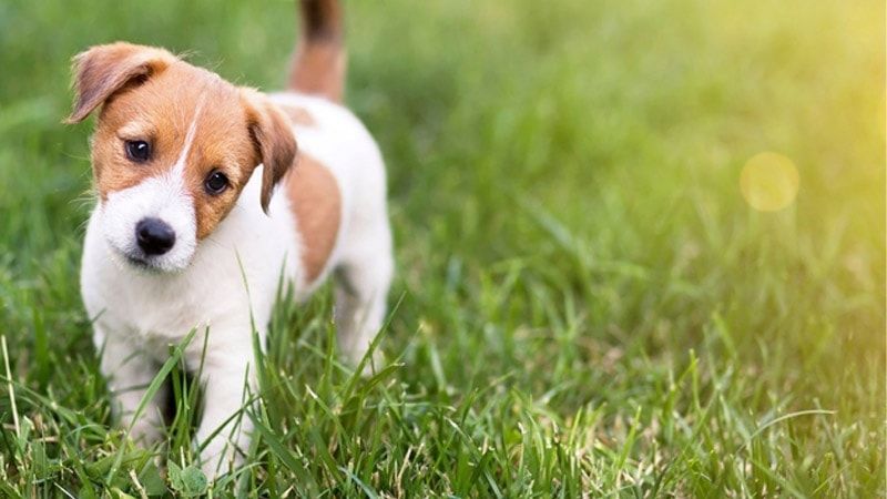 Mơ thấy chó con mang lại nhiều tầng ý nghĩa khác nhau