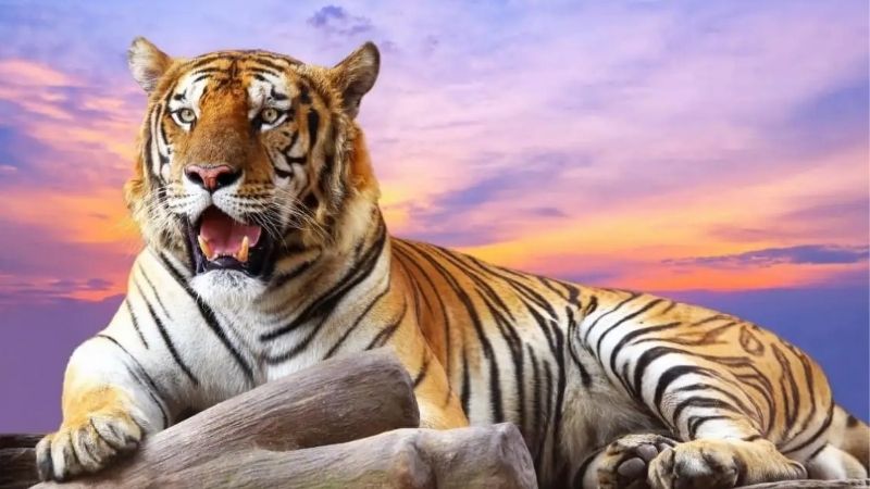 Mơ thấy hổ đại diện cho sự bản lĩnh