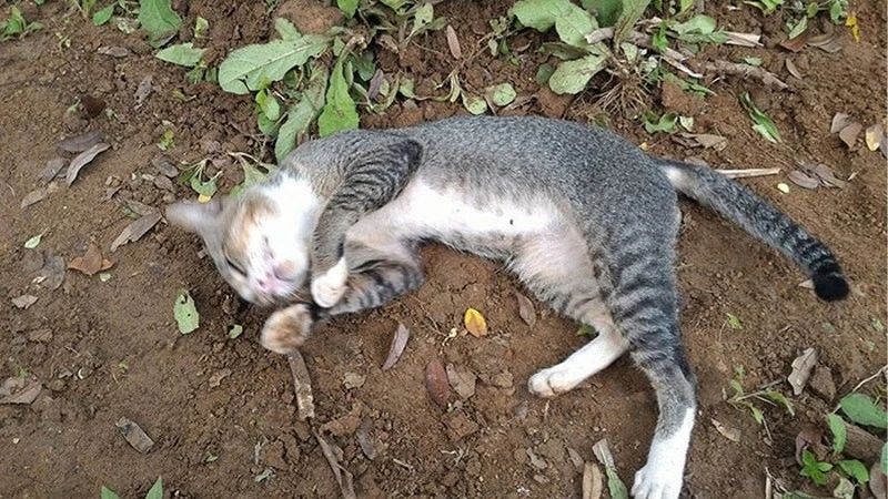 Mộng thấy mèo chết cho thấy bạn nên buông bỏ quá khứ